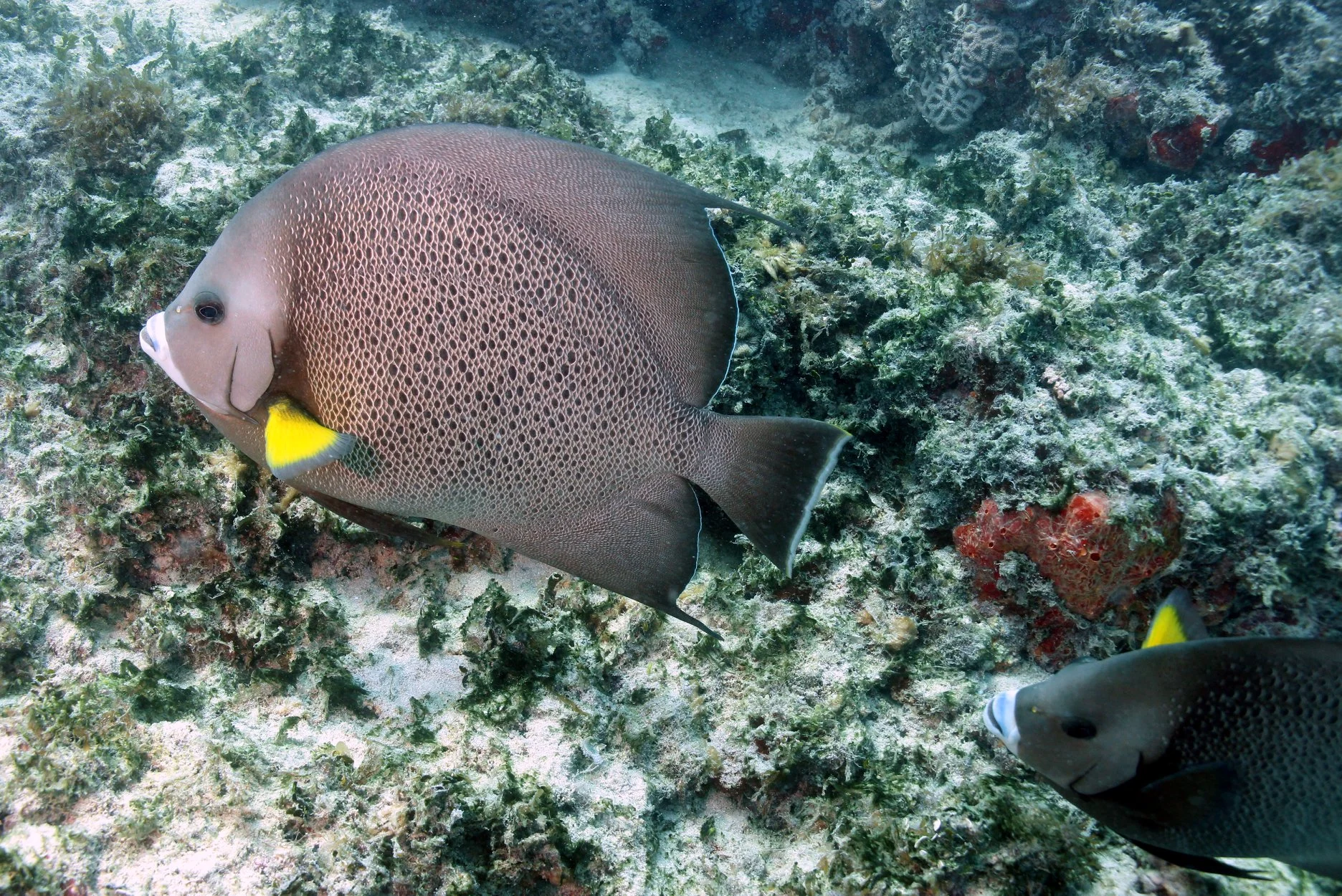 Foto do album Abrolhos Subaquático